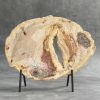 1pc Stunning Petrified Wood Stone Slab - Paleontological Fossil Display with Preserved Wood Grain & Mineral Veins